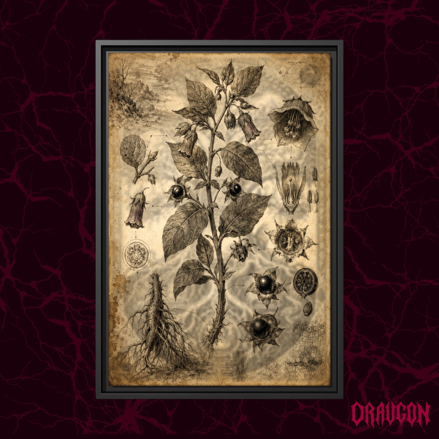 Belladonna shown as a black framed canvas against a deep red marbled backdrop with the Draugon wordmark in the lower corner, displaying the full nightshade plate from flowering stem to root.