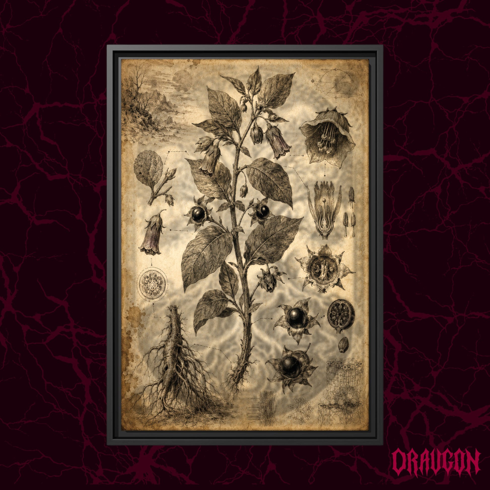 Belladonna shown as a black framed canvas against a deep red marbled backdrop with the Draugon wordmark in the lower corner, displaying the full nightshade plate from flowering stem to root.