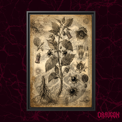 Belladonna shown as a black framed canvas against a deep red marbled backdrop with the Draugon wordmark in the lower corner, displaying the full nightshade plate from flowering stem to root.