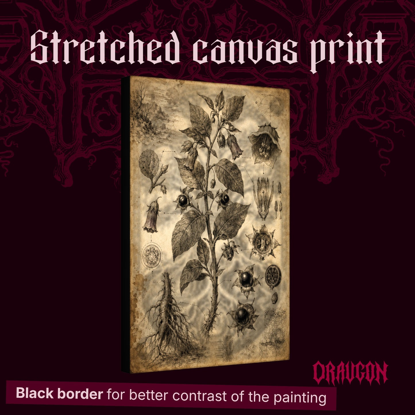 Belladonna shown as a gallery-wrapped stretched canvas angled to reveal its depth and black border, with the Draugon wordmark and the caption Black border for better contrast of the painting.
