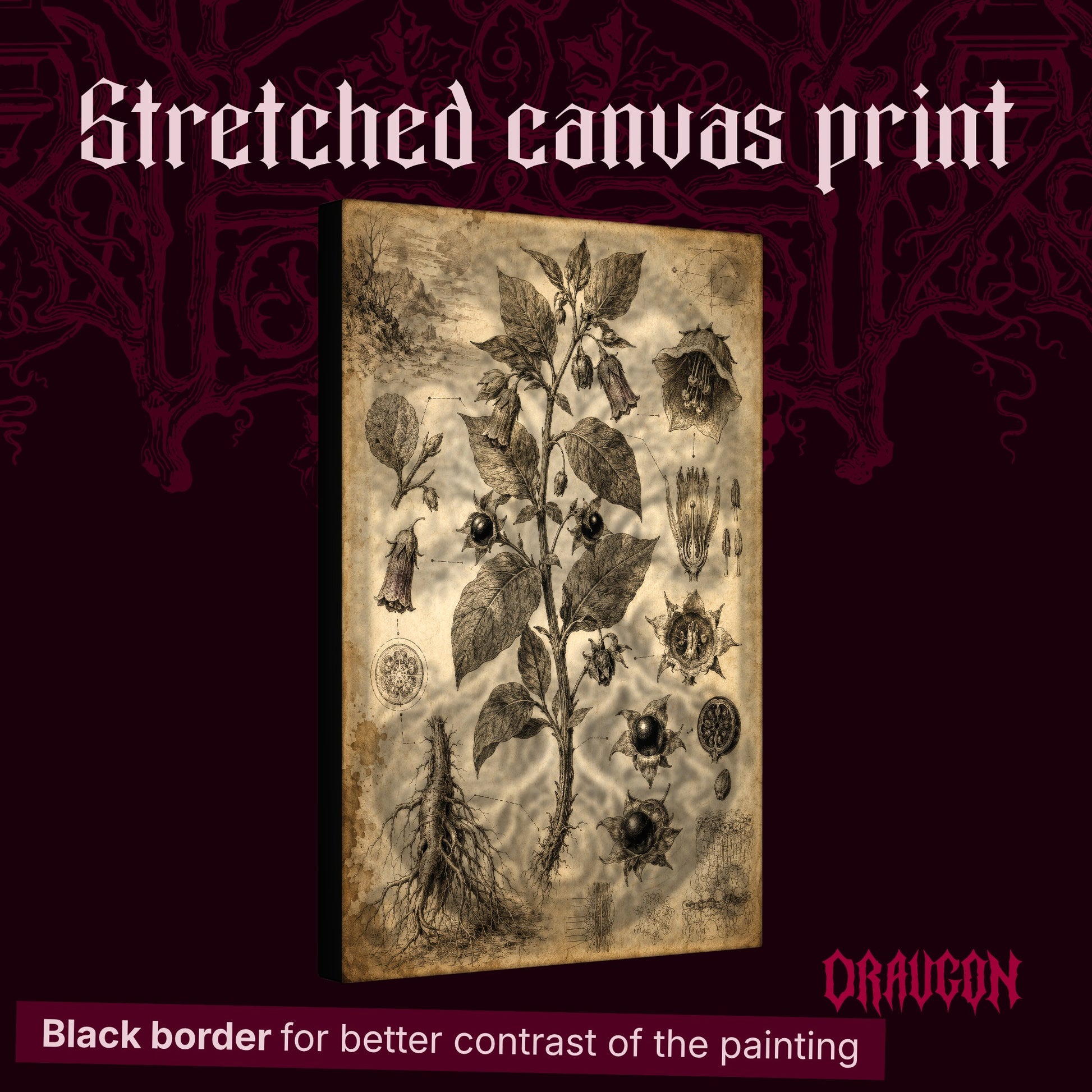 Belladonna shown as a gallery-wrapped stretched canvas angled to reveal its depth and black border, with the Draugon wordmark and the caption Black border for better contrast of the painting.
