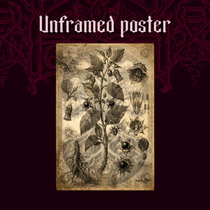 Belladonna shown as an unframed poster print of the sepia nightshade plate on a dark red patterned background, labelled Unframed Poster to show the print-only option.